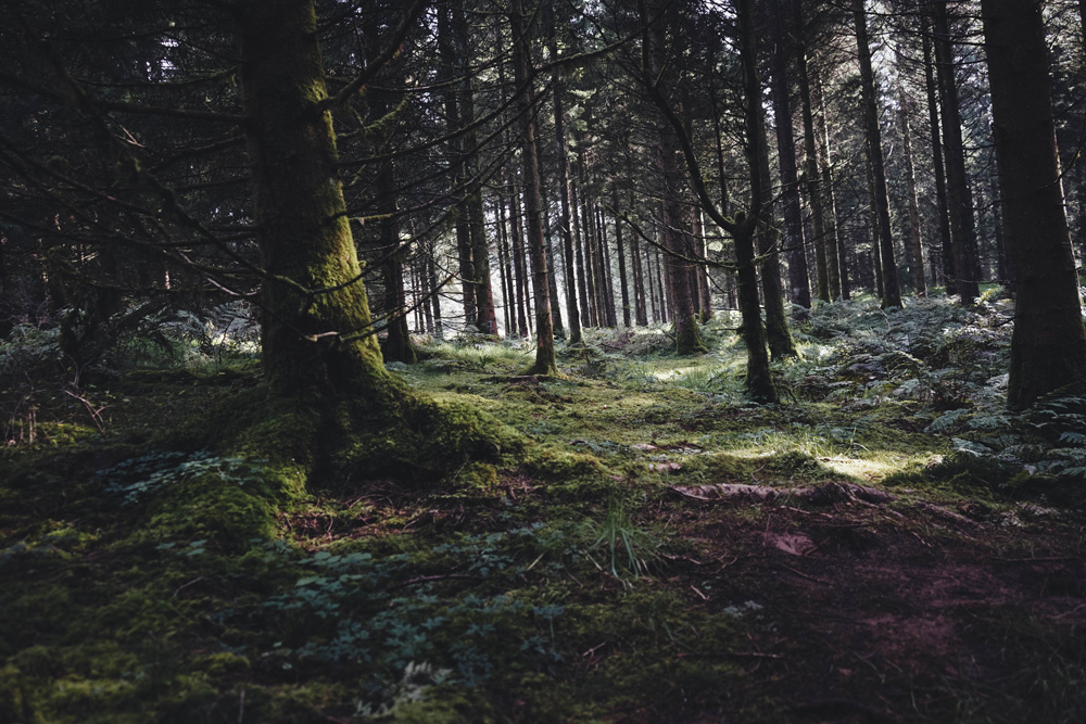 Panadería sostenible