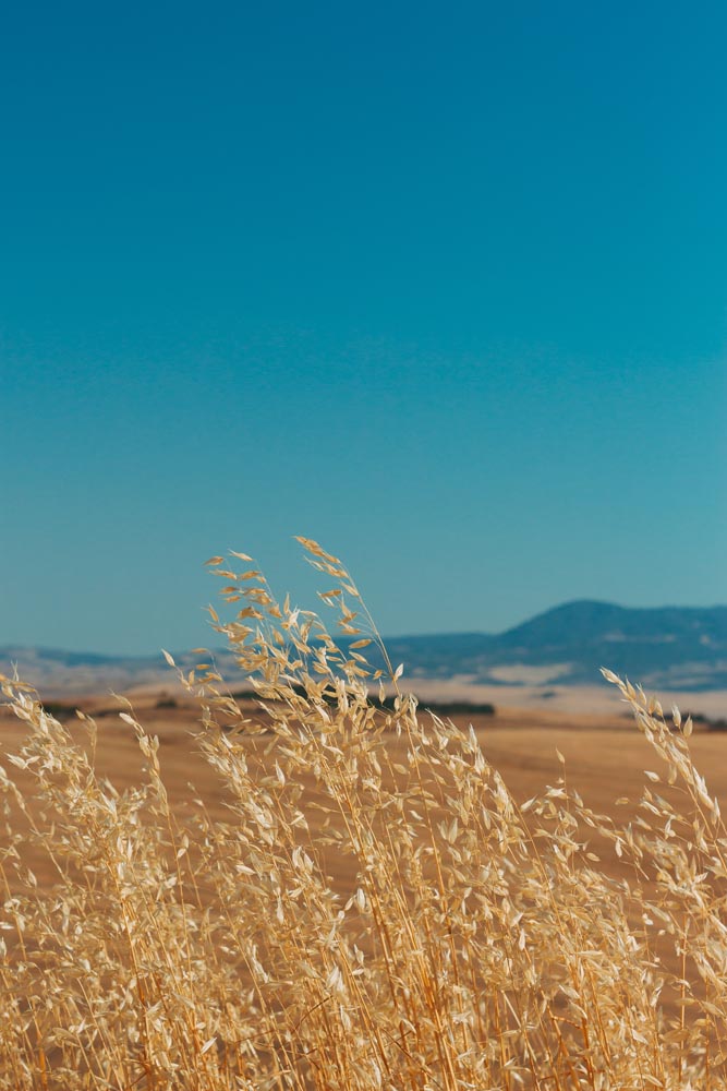 Europastry apuesta por la sostenibilidad